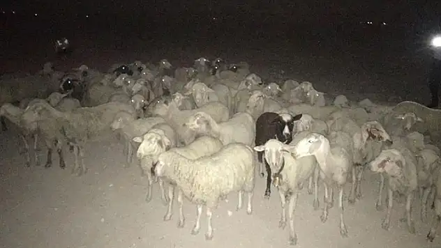 Konya'nın Karapınar ilçesinde kaybolan 60 koyun bir gün sonra bulundu
