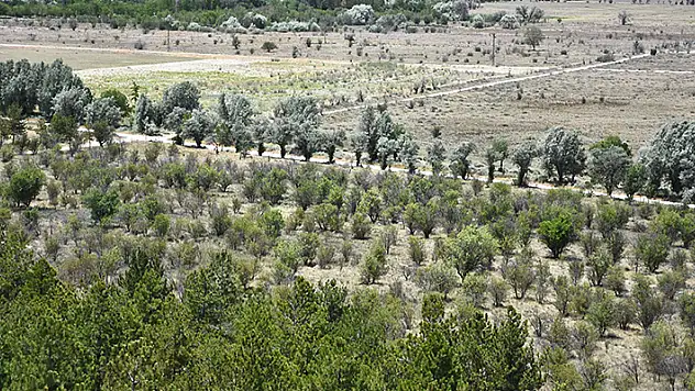 Konya'nın Karapınar ilçesindeki bu alan çölleşmeden kurtarıldı