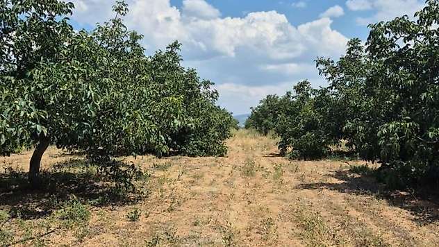 Konya'nın o ilçesinde ceviz bahçeleri doldu taştı