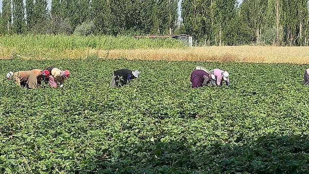 Konya'nın o mahallesi çilek üretimin merkezi oldu
