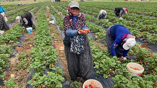 Konya'nın tescilli çileği ilçe halkının önemli geçim kaynağı oldu