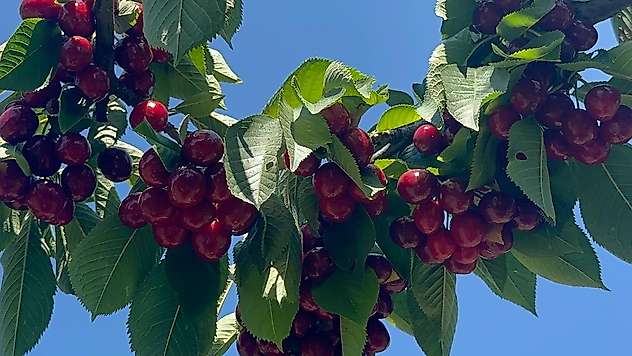 Konya'nın tescilli lezzeti tüm zamanların en yüksek rekoltesini verdi