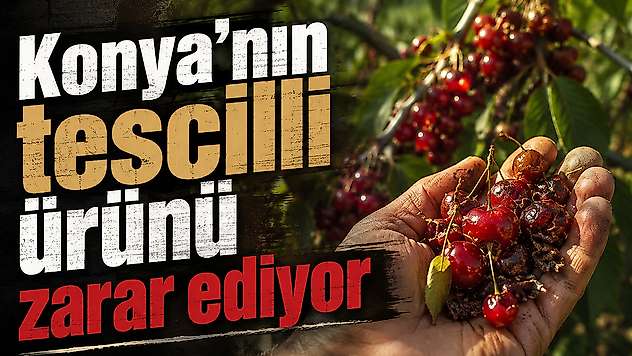 Konya'nın tescilli ürünü zarar ediyor