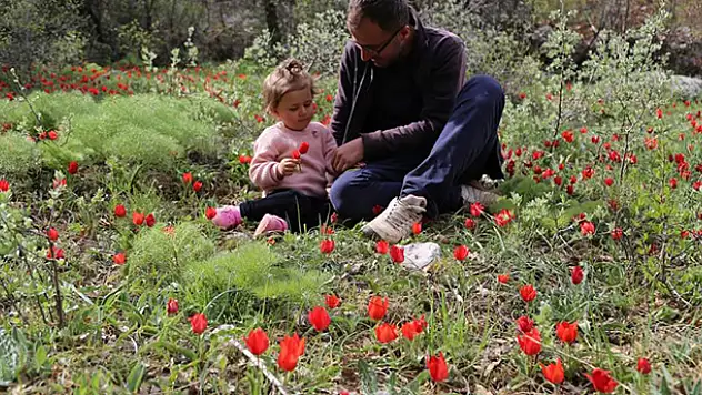 Konya'nın yükseklerindeki dağ laleleri görsel şölen sunuyor