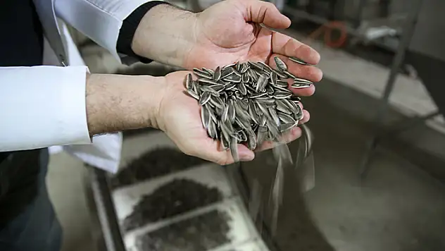 Konya Ovası'nda çerezlik ayçiçeği üretimi artıyor