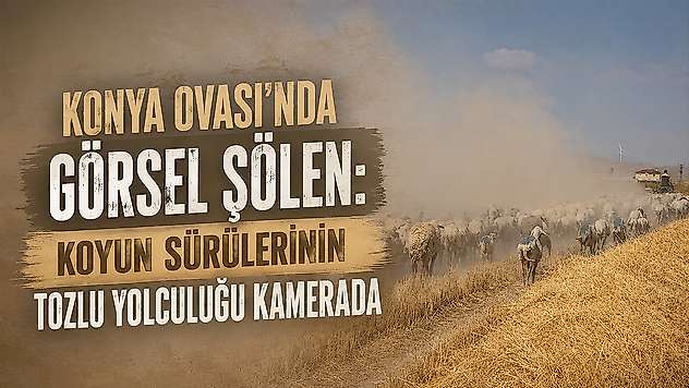Konya Ovası'nda görsel şölen: Koyun sürülerinin tozlu yolculuğu kamerada