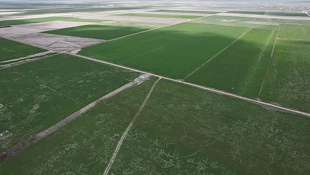 Konya Ovası'nda hasat öncesi sevindiren tablo