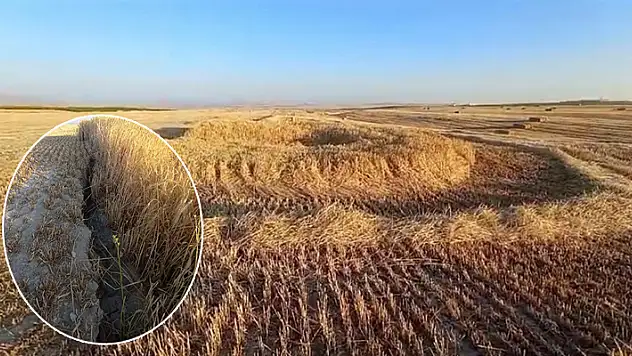 Konya Ovası'nda tehlike dolu hasat! Ekin tarlasında obruk oluştu, ekinler biçilemedi