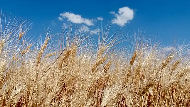 Konya Ovası'nın yeni sezon gözdesi buğday