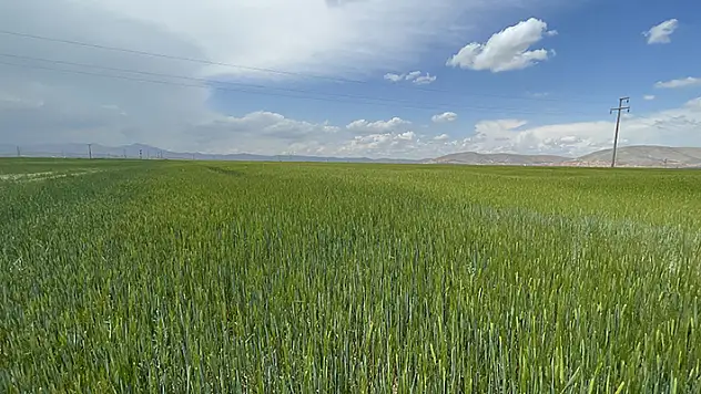 Konya Ovası son yılların en iyi bahar yağışını aldı
