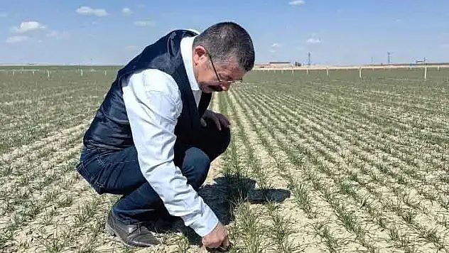 Konya Ovası'nda hububat çıkışları umut veriyor