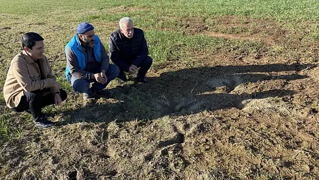 Konya Ovasında tarla faresine karşı uzmanlardan uyarı
