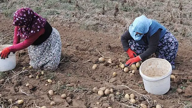Konya patates üretiminde 2'nci sırada
