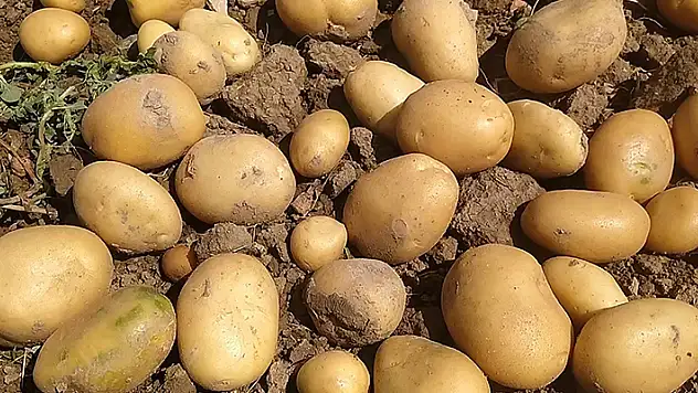 Konya patates üretiminde 5. sırada yer aldı
