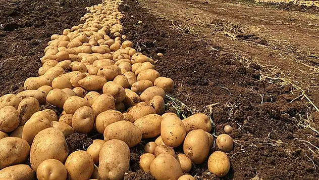 Konya Şeker'den patates üreticisine avans müjdesi