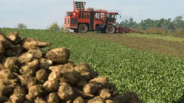 Konya Şeker, pancar üreticisine ton başına 15 lira destek primi ödüyor
