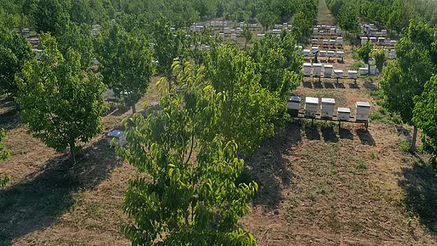 Konya Şeker'den doğaya dev katkı! 21 milyon ağaç dikti, hedef Türkiye nüfusu