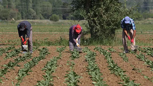 Konya Şeker'den üreticiye 165 milyon liralık avans ödemesi
