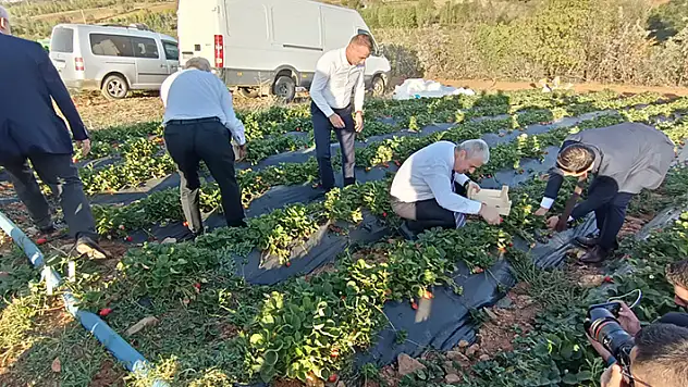 Konya Valisi Akın çiftçilerle çilek hasadına katıldı
