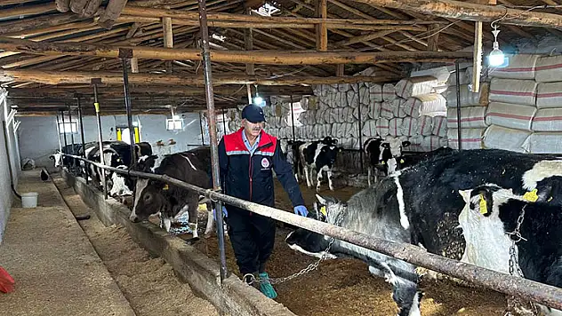 Konya ve ilçelerinde şap hastalığı ile mücadele sürüyor