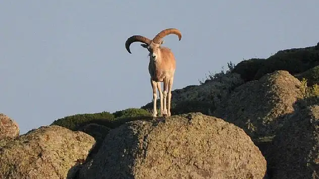 Konya ve Karaman'daki Anadolu yaban koyunu ve yaban keçilerinin akıbeti 15 gün içinde belli olacak
