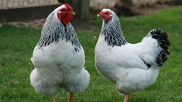 Konya Yumurta tavuğu sayısında ikinci oldu