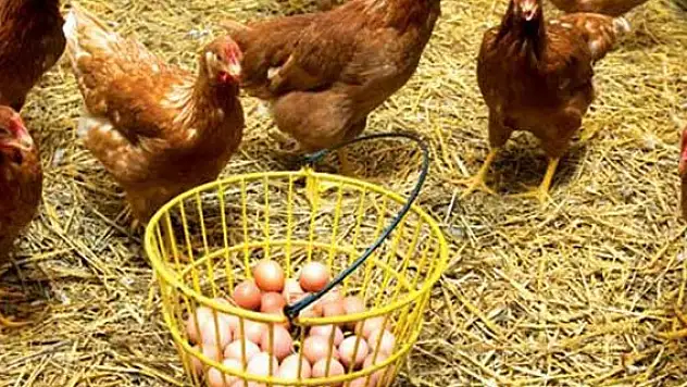 Konya yumurta tavuğunda Türkiye ikincisi oldu