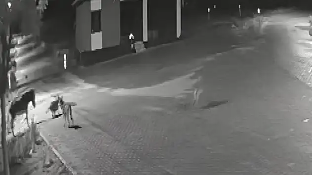 Konya'da aç kalan kurtlar mahalleye inerek eşeğe saldırdı