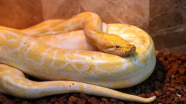 Konya'da albino burma pitonuna özenle bakılıyor