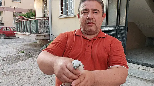 Konya'da apartmanda bulunan yavru doğan kuşu koruma altına alındı