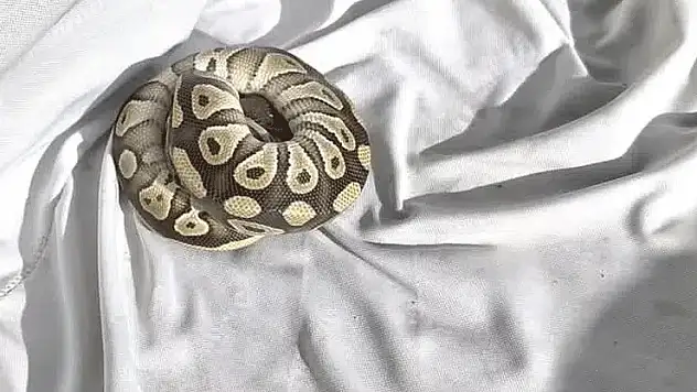Konya'da asayiş kontrolü sırasında bir kişinin cebinden yavru piton çıktı