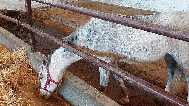 Konya'da attan düşen kişi ağır yaralandı