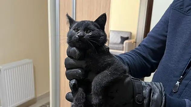 Konya'da bacaya giren kedi itfaiyenin 6 saatlik operasyonuyla kurtarıldı