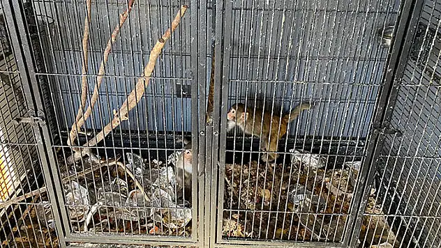 Konya'da beslenmesi yasak olan 2 maymun bulundu