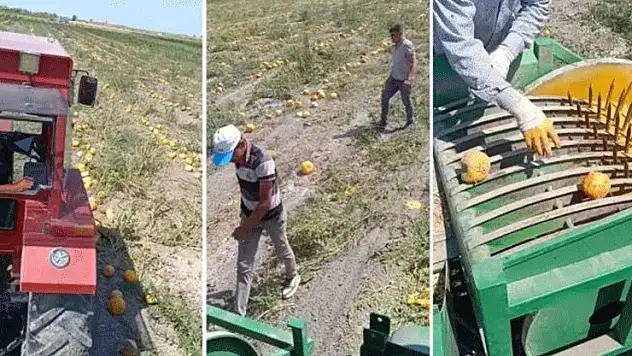 Konya'da bu ürünün hasadı şu an yapılıyor