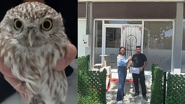 Konya'da bulunan yaralı baykuş koruma altına alındı