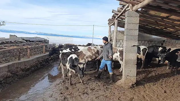 Konya'da büyükbaş hayvanlar şapa karşı aşılanıyor
