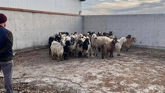 Konya'da çalınan koyunlar bulundu