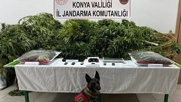 Konya'da çiftlik arazisine Hint keneviri ekilmesine ilişkin 2 sanığa hapis cezası