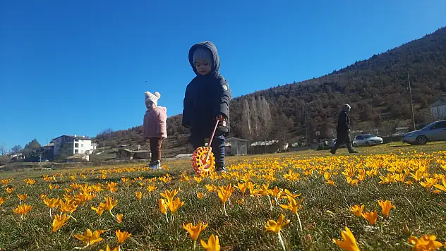 Konya'da çiğdemlerin açtığı Bartlı Yaylası'nda görsel şölen büyülüyor