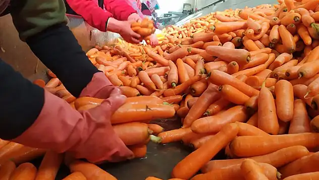Konya'da dondurucu soğukta sevkiyat hazırlığı