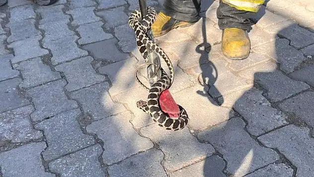 Konya'da evin bodrumuna giren yılan itfaiye ekibince yakalandı