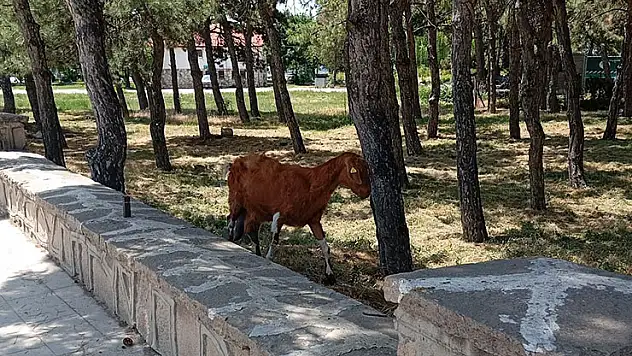 Konya'da firari keçiler ekipler tarafından bulundu