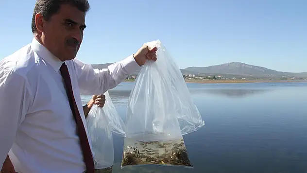 Konya'da göl ve göletlere yavru sazan balığı bırakıldı
