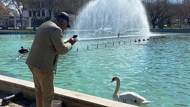 Konya'da güneşli havanın ilgi odağı kuğular oldu
