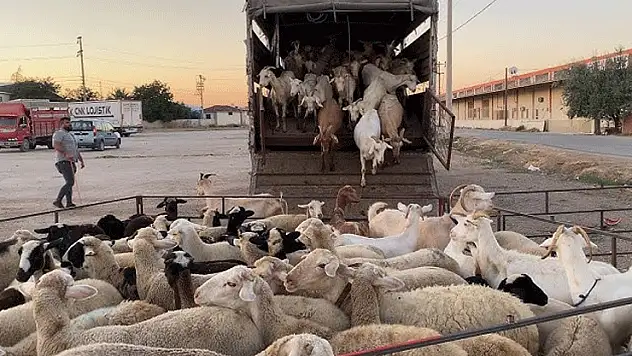 Konya'da Hayvan Pazarı yarın açılıyor