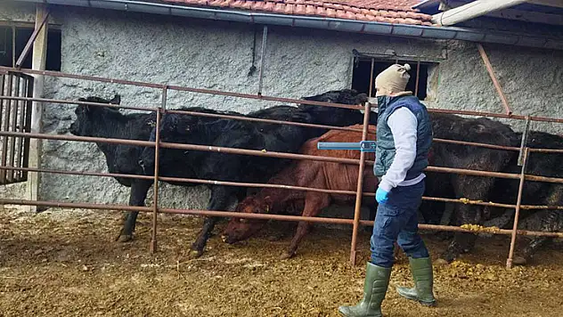 Konya'da hayvan sağılığını korumak için aşılama yapılıyor