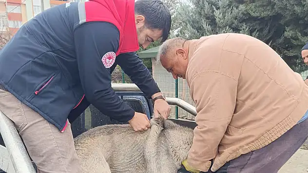 Konya'da hayvanlara çip takma işlemleri sürüyor