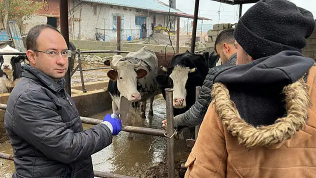 Konya'da hayvanları aşılama çalışmaları tüm hızıyla sürüyor