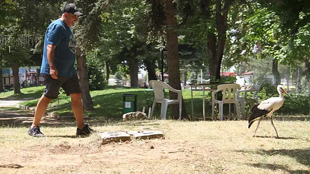Konya'da insanlardan kaçmadan gezinen yavru leylek parkın maskotu oldu
